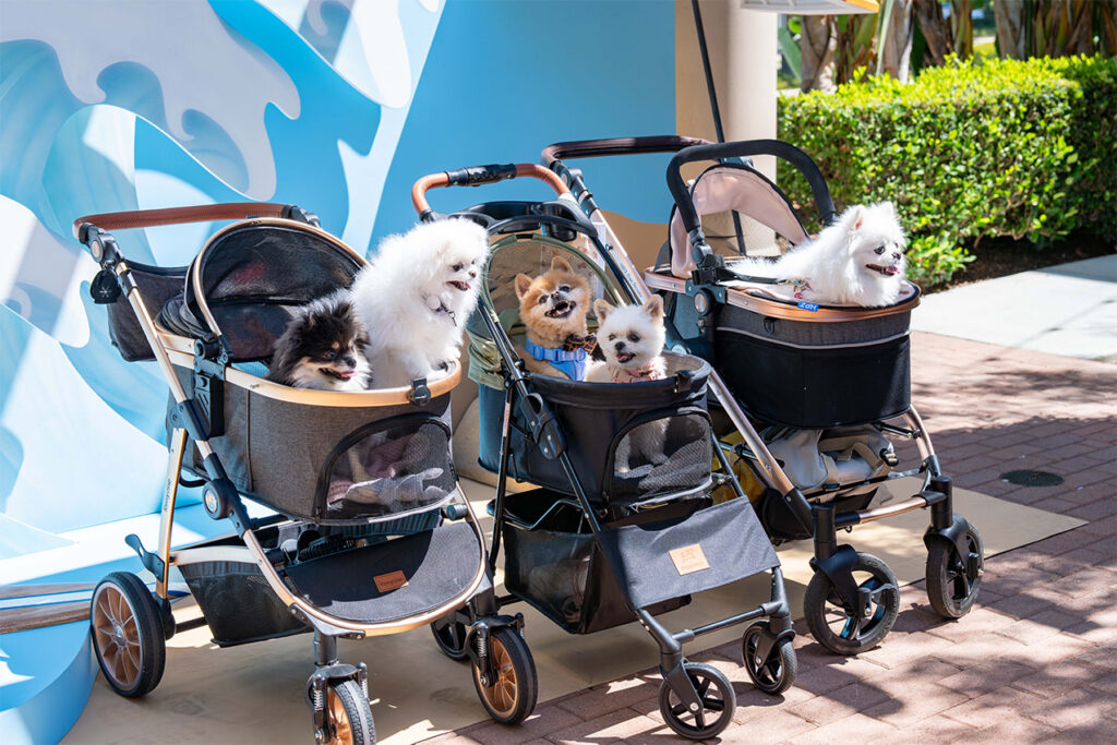 Group of dogs in strollers at Dog Day Sundays